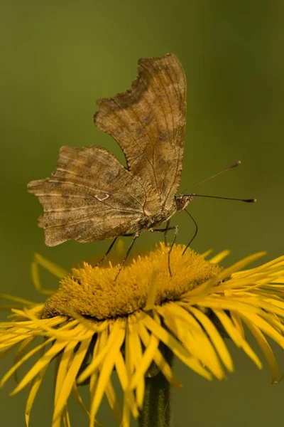 Butterfly Feeding Yellow Flower — Stock Photo, Image
