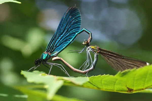 Natureza Bug Com Asas Natureza Inseto — Fotografia de Stock