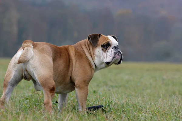 Continental Bulldog Pedigree Dog — Stock Photo, Image