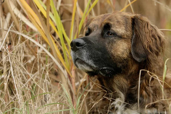 Portret Van Een Schattige Hond — Stockfoto