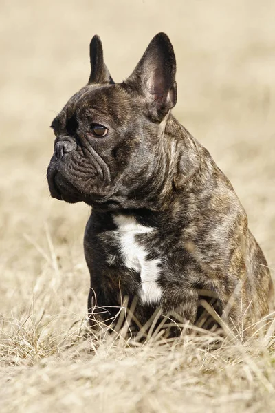 French Bulldog Pedigree Dog Pet — Stock Photo, Image