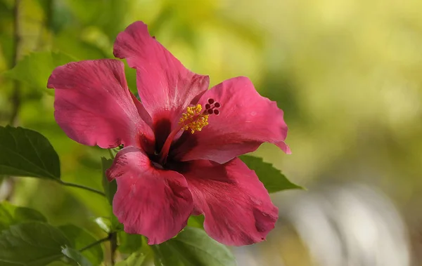 Landschap Van Mooie Kleurrijke Hibiscus Bloem — Stockfoto