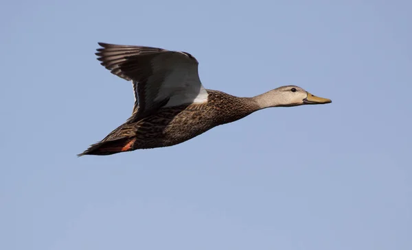 Siyah Göbekli Islık Çalan Ördek — Stok fotoğraf