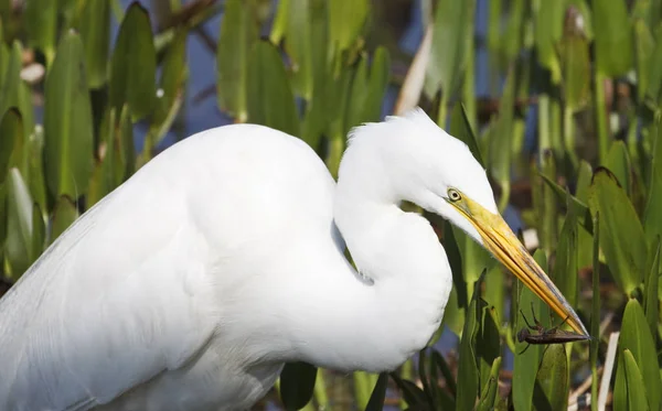 Scenic View Egrets Birds Nature — Stock Photo, Image