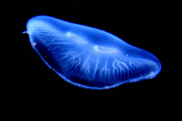 クラゲの海水中生物 — ストック写真