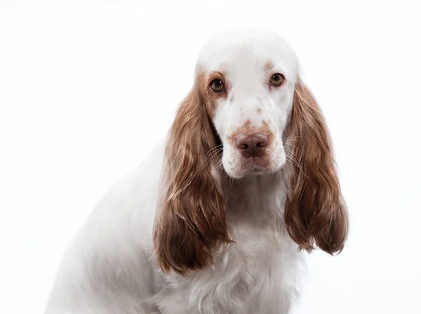 Roter Englischer Cocker Spaniel — Stockfoto