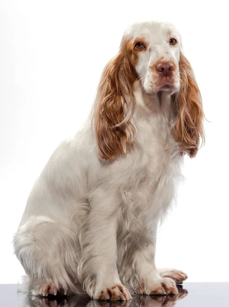 Rood Engels Cocker Spaniel — Stockfoto