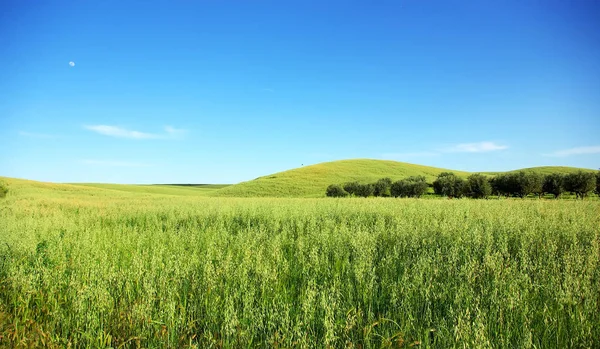 Campo Grano Cerealicoltura Paesaggio Agricolo Campagna — Foto Stock