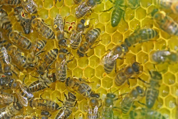 Vista Cerca Los Insectos Naturaleza — Foto de Stock