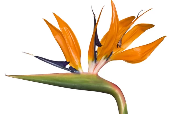 Sinaasappelbloem Strelitzia Vaste Plant — Stockfoto