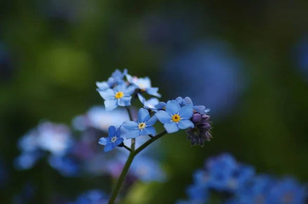 Scenic Beautiful Colorful Forget Flower — Stock Photo, Image