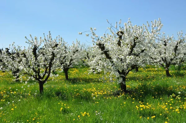 Árvore Cereja Florescente Flores Flores — Fotografia de Stock