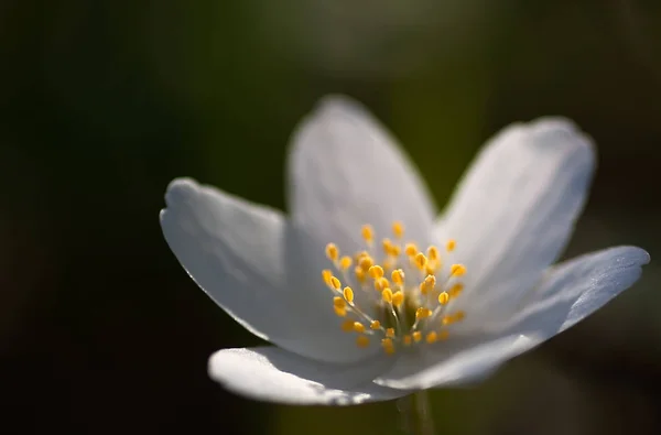 Pétalos Blancos Girasol Floreciente Flora —  Fotos de Stock