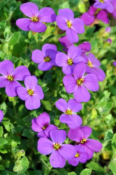 Bellissimi Fiori Sfondo Concetto Floreale — Foto Stock