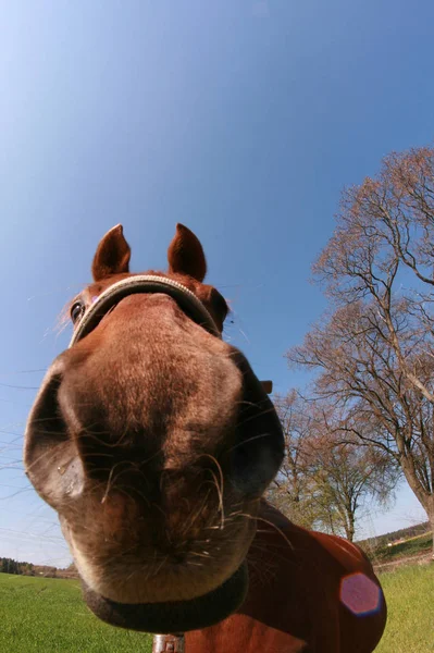 Roztomilý Kůň Divoké Přírodě — Stock fotografie