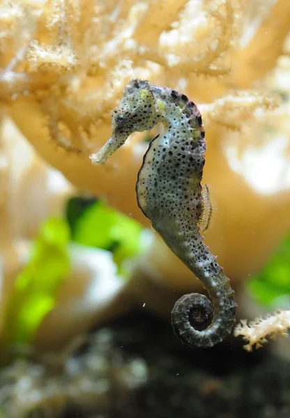 Een Close Van Zeepaardje — Stockfoto