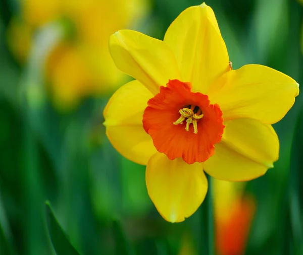 Flor Primavera Belo Narciso — Fotografia de Stock