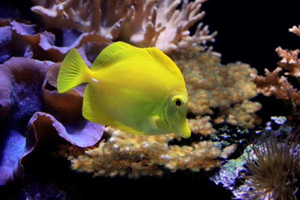 Underwater Photo Sea Life — Stock Photo, Image