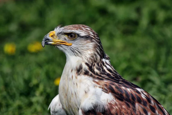 Vue Panoramique Sur Majestueux Prédateur Buzzard — Photo