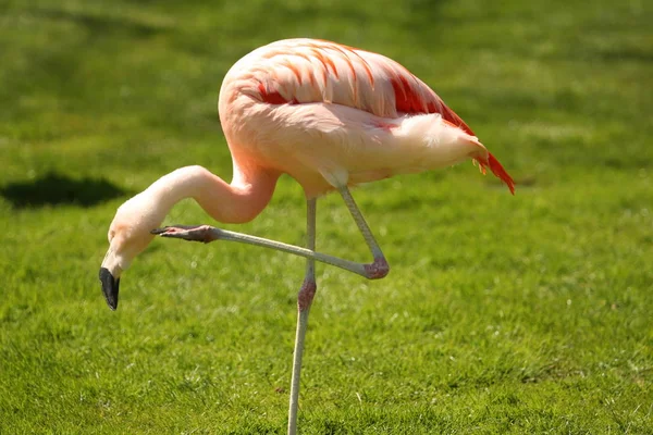 Malerischer Blick Auf Den Schönen Flamingo Vogel Der Natur — Stockfoto