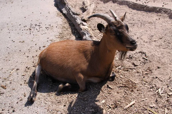 View Brown Goat — Stock Photo, Image