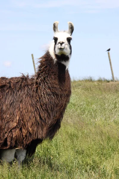 Llama Animal Funny Long Neck Animal — Stock Photo, Image