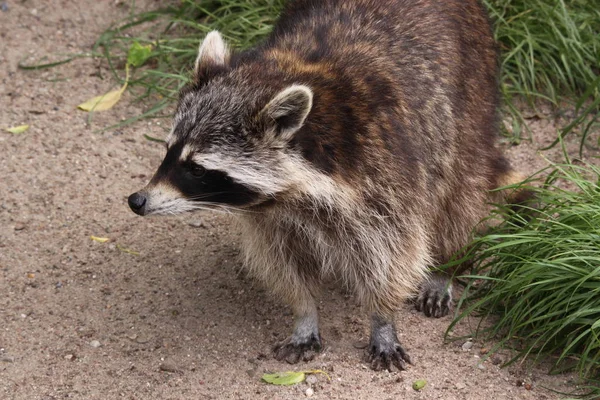 Raton Laveur Mammifère Prédateur Animal — Photo