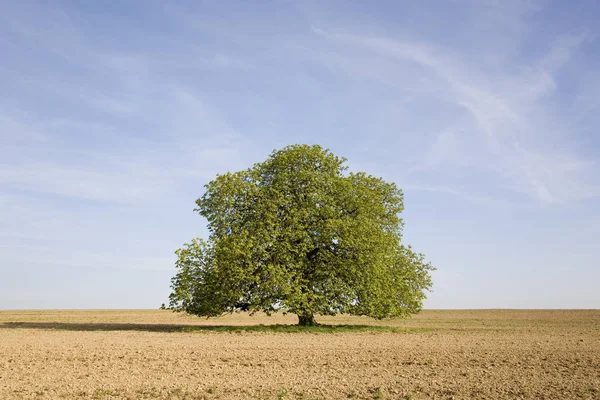 Duże Drzewo Kasztanowe Parku — Zdjęcie stockowe