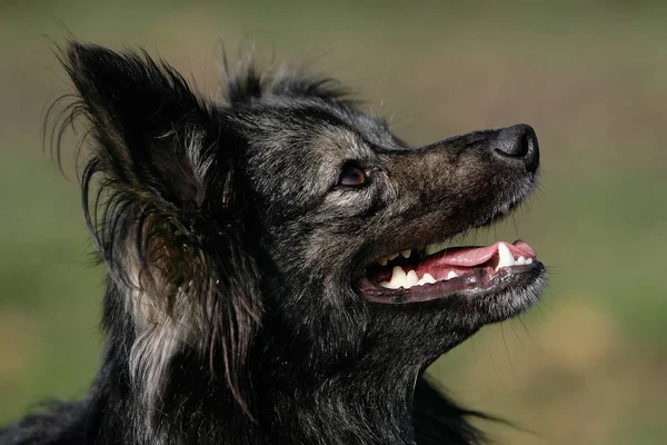 Portrait Cute Dog — Stock Photo, Image