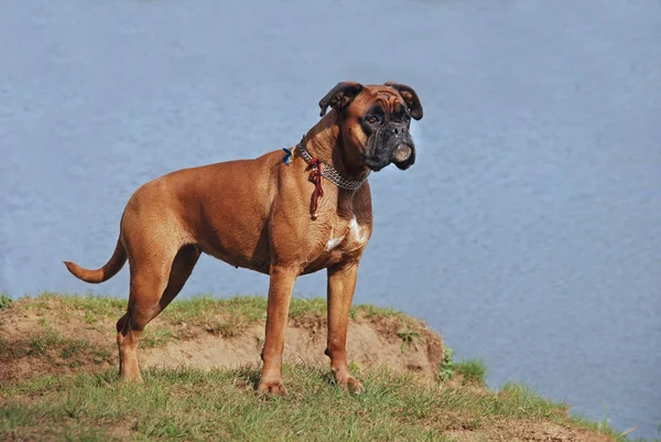 Vista Panorámica Lindo Cachorro Perro —  Fotos de Stock