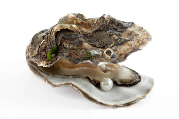 Oysters Isolated White Background Stock Image