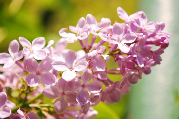 Lente Lila Bloeiende Bloemen Flora Stockafbeelding