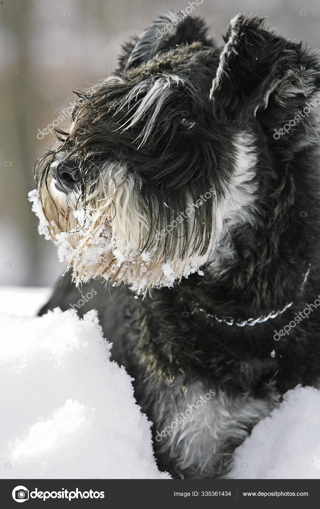Schnauzer Snow Beard — Stock Photo © PantherMediaSeller