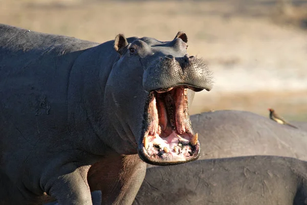 Nijlpaard Dier Nijlpaard Het Wild — Stockfoto