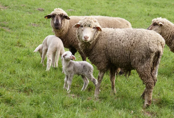 Owce Pastwisku Młodymi Zwierzętami — Zdjęcie stockowe