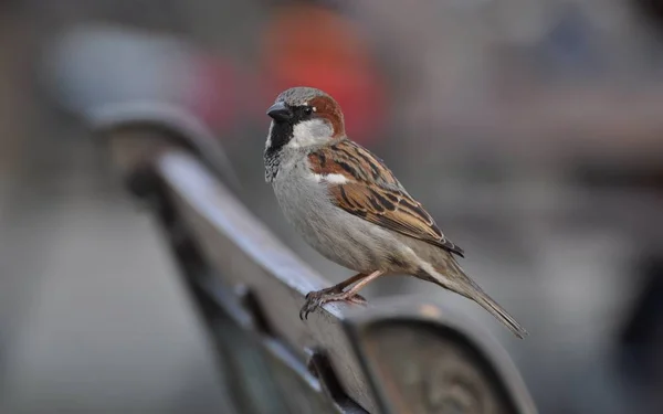 Scénický Pohled Roztomilé Vrabčí Pták — Stock fotografie