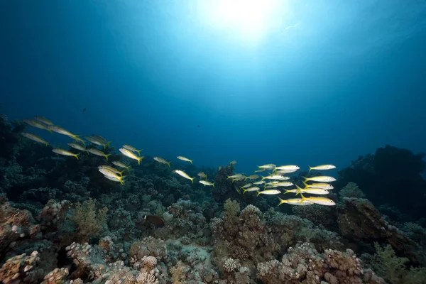 Ocean Fish Sun — Stock Photo, Image