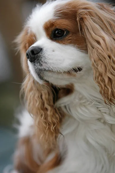 可爱的狗的肖像 — 图库照片