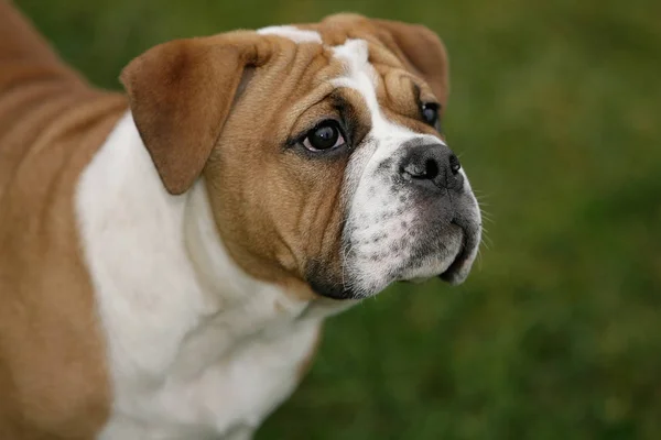 Continental Bulldog Pedigree Dog — Stock Photo, Image