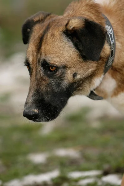 Porträtt Söt Hund — Stockfoto