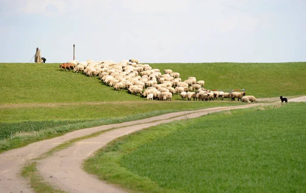 Moutons Dans Champ — Photo