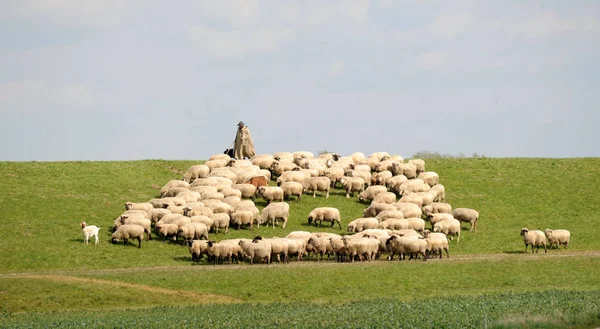 Troupeau Moutons Paissant Dans Les Champs — Photo
