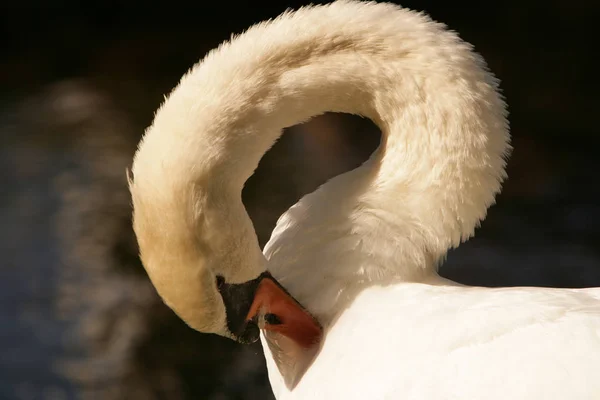 Vista Panorâmica Cisne Majestoso Natureza — Fotografia de Stock