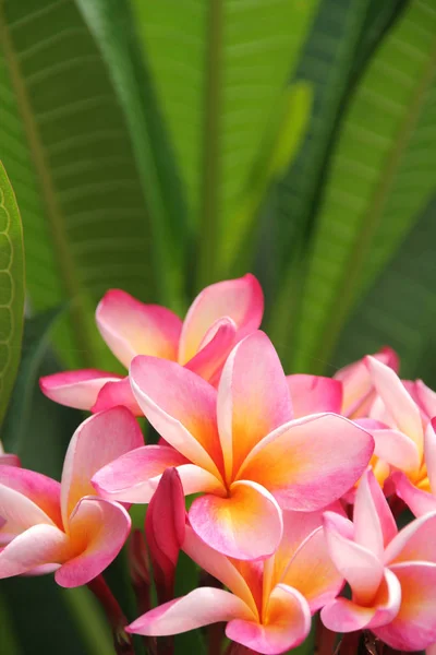 Франгіпані Пелюстки Квітів Сливи — стокове фото