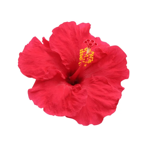 Hibiscus Flor Aislada Camino —  Fotos de Stock