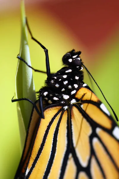Mariposa Monarca Danaus Plexippus — Foto de Stock