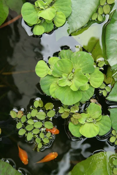 Floating Plants Pond — Stock Photo, Image