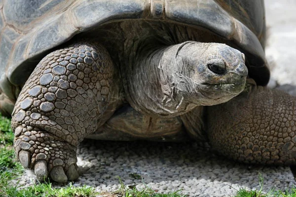 Perto Uma Tartaruga Zoológico — Fotografia de Stock