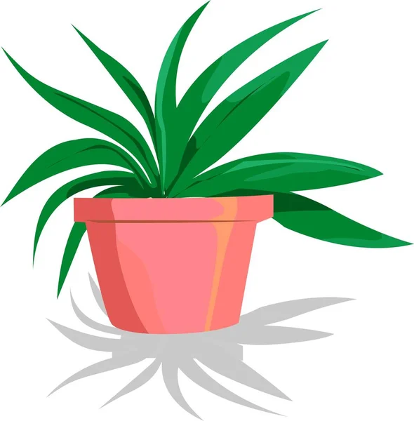 Cacto Verde Vaso — Fotografia de Stock