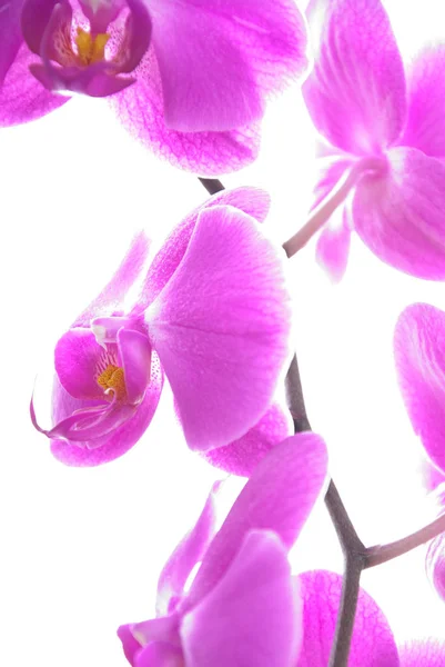 Doğal Orkide Çiçeği Açar Bitki Yetiştirir — Stok fotoğraf